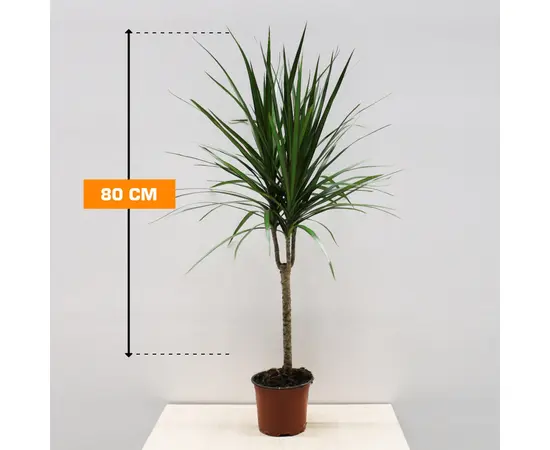 Драцена Marginata 1PP 80 см