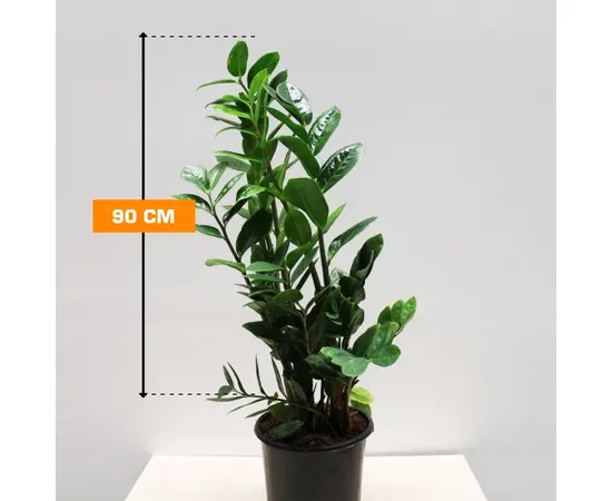 ზამიოკულკასი Zamioculcas 90 სმ