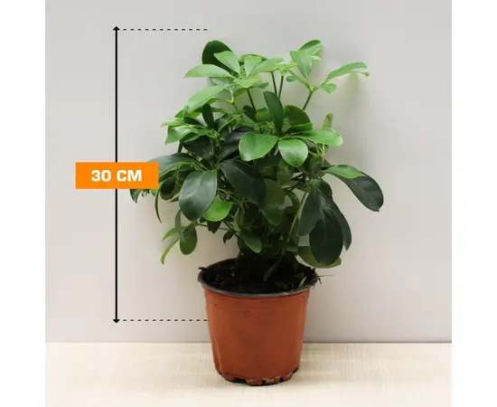 შეფლერა  Schefflera 1PP 13 cm/30 cm