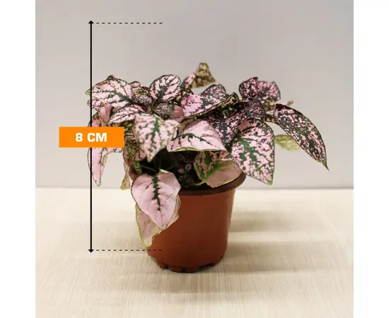 Гипоэстес Hypoestes 8 см