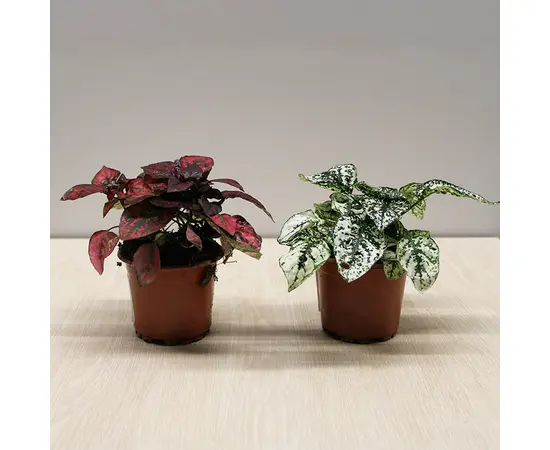 Гипоэстес Hypoestes 8 см