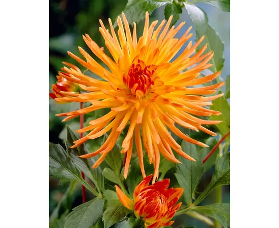 Bulbous HBM BEST BUY CAPPERLINE BES Dahlia Gold Crown (x1)