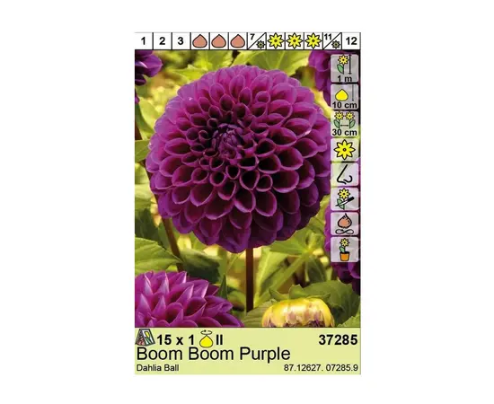 Bulbous HBM BES Dahlia Boom Boom Purple (x1)
