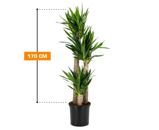 იუკა Yucca 3PP27