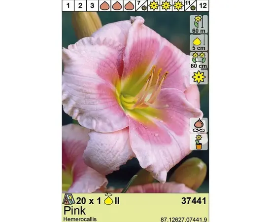 Bulbous HBM BES Hemerocallis Pink (x1)