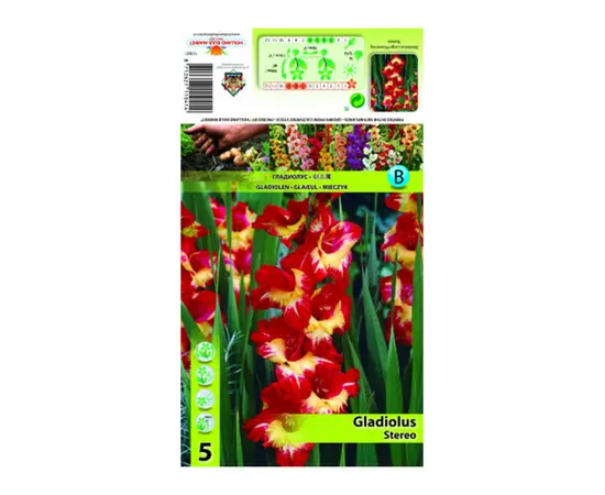 Bulbous HBM STA Gladiolus Stereo (x5)
