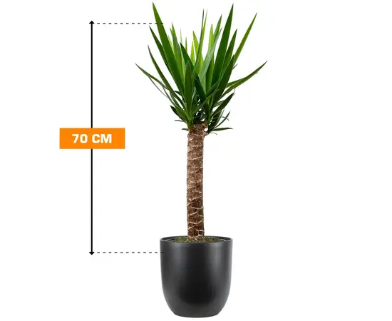 იუკა Yucca 1PP 70 სმ