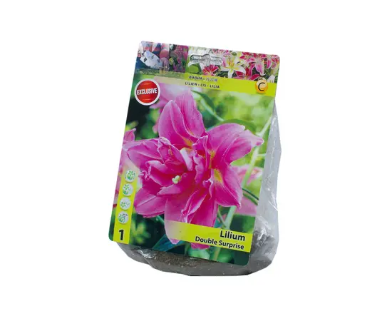 Bulbous HBM STAR CAPPERLINE STA Lilium Double Surprise (x1)
