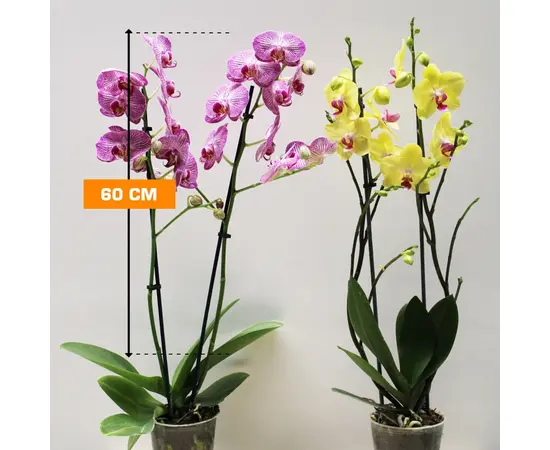 Орхидея PHALAENOPSIS 2 SPIKE 60 см