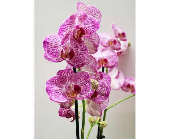 Орхидея PHALAENOPSIS 2 SPIKE 60 см