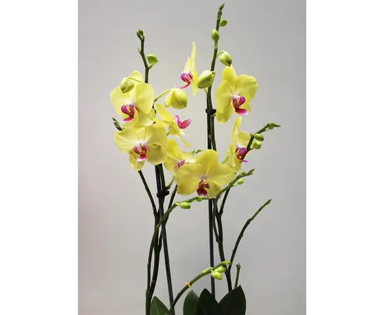 Орхидея PHALAENOPSIS 2 SPIKE 60 см