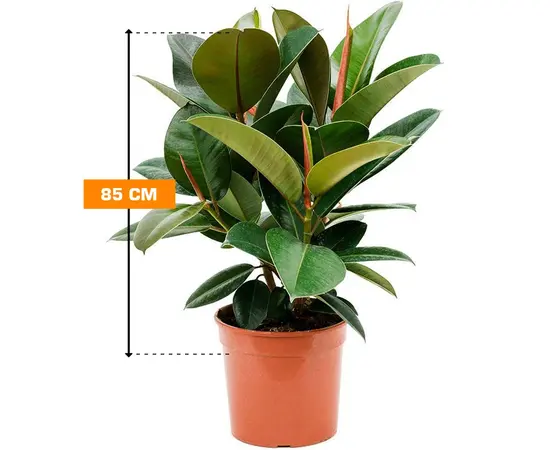 ფიკუსი FICUS ELASTICA ROBUSTA 2PP EKSTRA 85 სმ