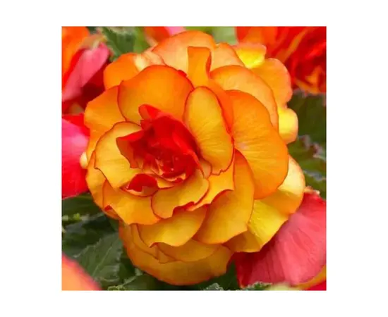 Bulbous HBM SUP Begonia Picotee Yellow/Red (x1)