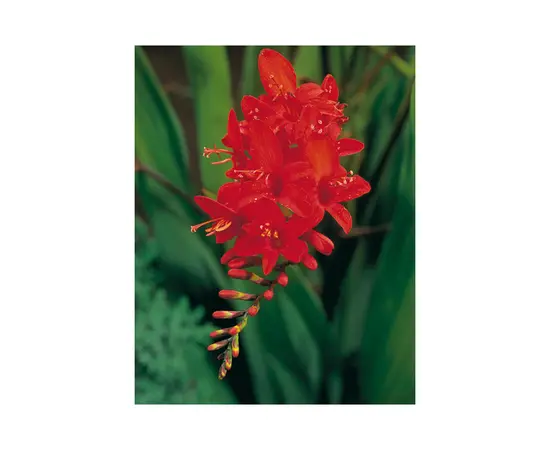 Bulbous HBM STAR CAPPERLINE STA Crocosmia Lucifer (x5)
