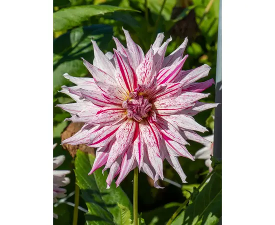 Bulbous HBM STA Dahlia Mick's Peppermint (x1)
