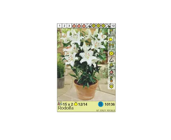Bulbous HBM STA Lilium Rodolfa (x2)