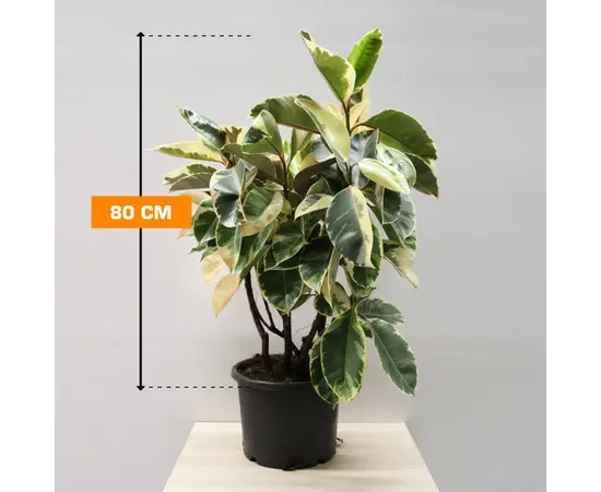 Фикус FICUS ELASTICA TINEKE MATERNAL 80 см