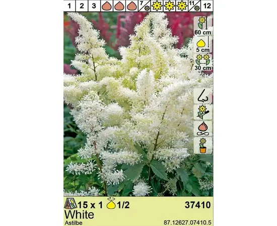 ბოლქვოვანი HBM BES Astilbe White (x1)