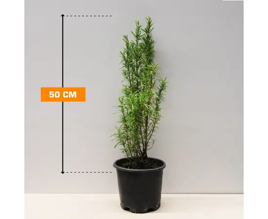Розмарин Rosmarinus officinalis 50 см