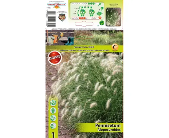 Bulbous HBM STA Pennisetum Alopecuroides (x1)