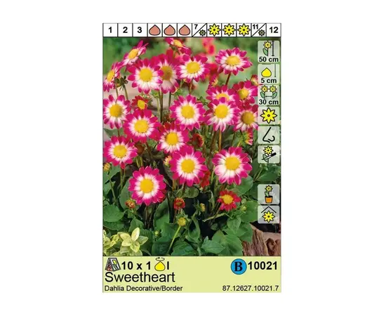 Bulbous HBM STA Dahlia Sweetheart (x1)