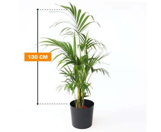 Ховея HOWEA KENTIA 130 см