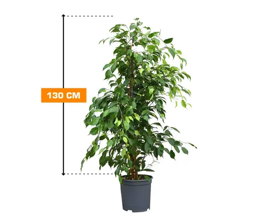 Фикус FICUS MIX 130 см