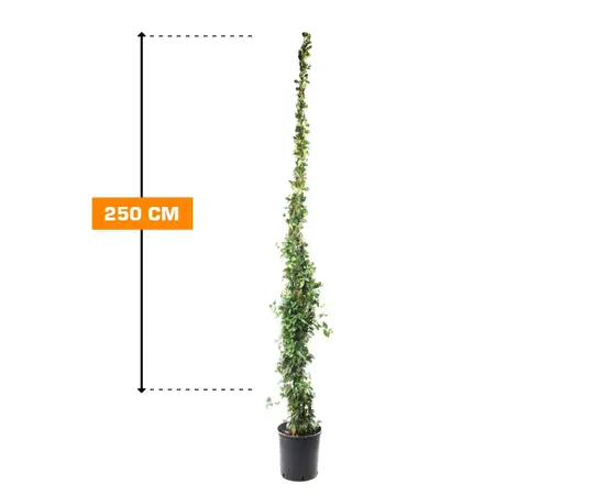 Жасмин Rhyncospermum Jasminoides 250 cm
