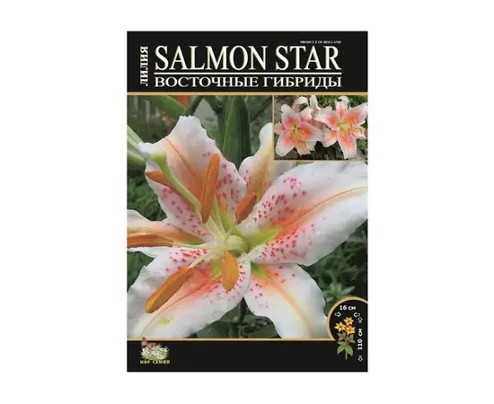 Bulbous HBM STA Lilium Salmon Star (x3)