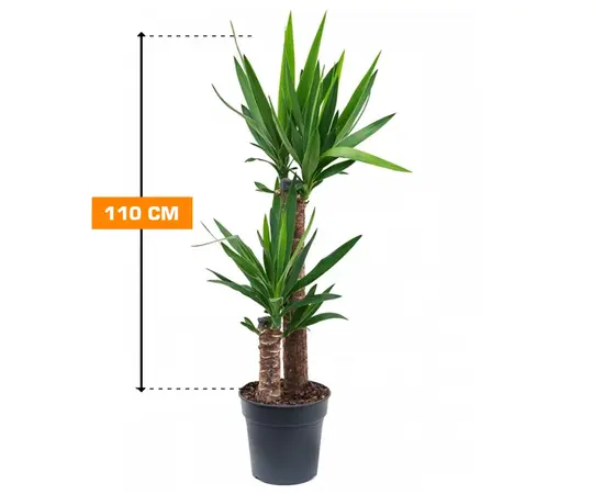 იუკა Yucca 2PP 110 სმ