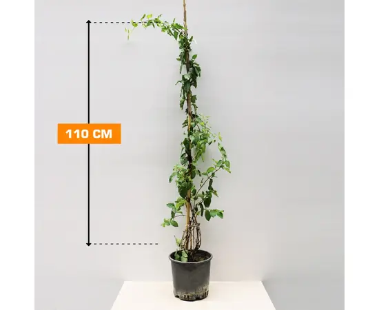 Жимолость LONICERA JAPONICA 110 см
