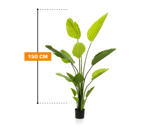Стрелиция STRELITZIA Regine 150 см