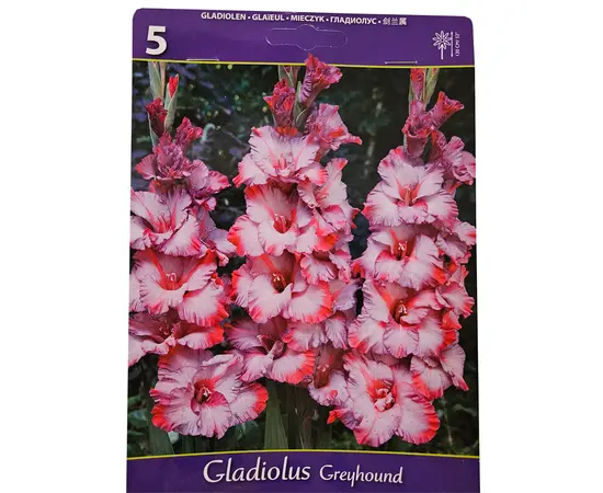 Bulbous HBM BES Gladiolus Greyhound (x5)