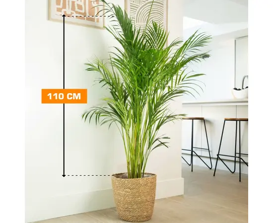 Дипсис DYPSIS LUTESCENS ARECA
