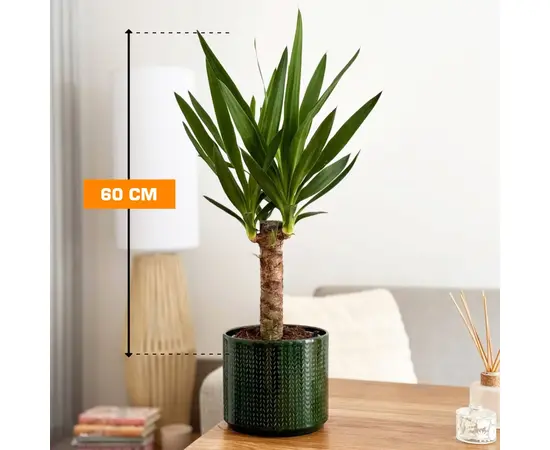 იუკა Yucca 1PP 60 სმ