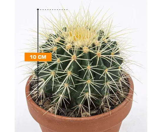 Echinocactus grusonii bowl 10 cm