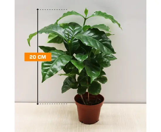 Coffee tree COFFEA ARABICA 20 cm