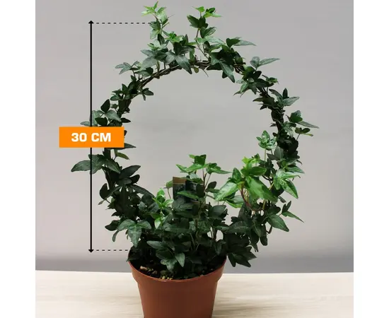 Хедера Hedera helix several green 13/40