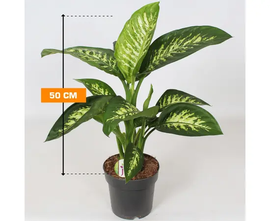 Dieffenbachia Mars 50 cm