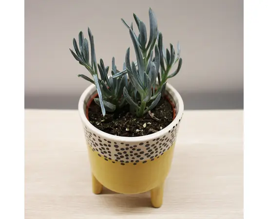 Crassula money tree ovata Willemstad 10 cm