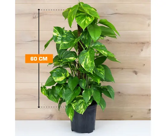 Эпипремнум Epipremnum Mosstick 60 см