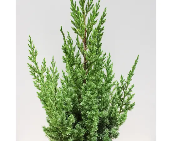 ღვია Juniperus chinensis Stricta 15/20 C3
