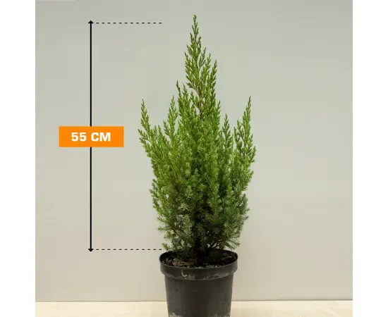 ღვია Juniperus chinensis Stricta 15/20 C3
