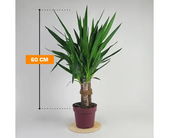 Юкка Yucca elephantipes Tres Cañas 30 stam 60 см