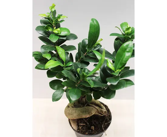 ფიკუსი FICUS MICROCARPA GINSENG 30 სმ