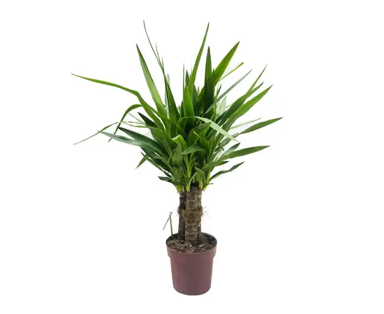 Юкка Yucca elephantipes Tres Cañas 30 stam 60 см