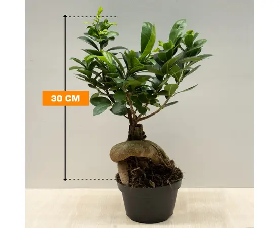 ფიკუსი FICUS MICROCARPA GINSENG 30 სმ