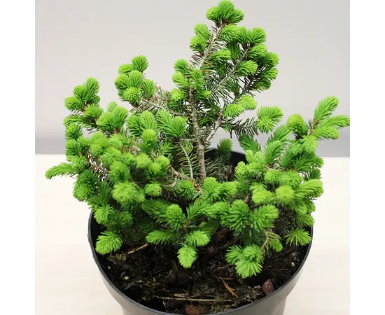 Ель Picea Abies Nidiformis 5/10 C3