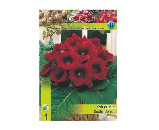 Луковичные HBM STAR CAPPERLINE STA Gloxinia Etoile de Feu (x1)