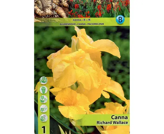 Луковичные HBM STAR CAPPERLINE STA Canna Richard Wallace (x1)